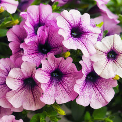 petunias purple