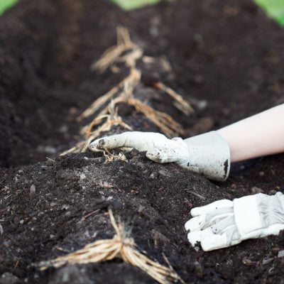 planting asparagus crowns