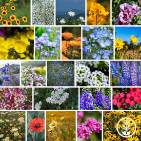 Pollinator Flower Seeds - California Wildflowers Mix Collage