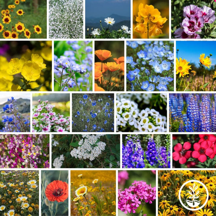 Pollinator Flower Seeds - California Wildflowers Mix Collage
