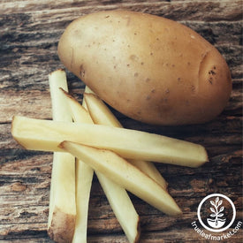 Seed Potatoes - White Kennebec