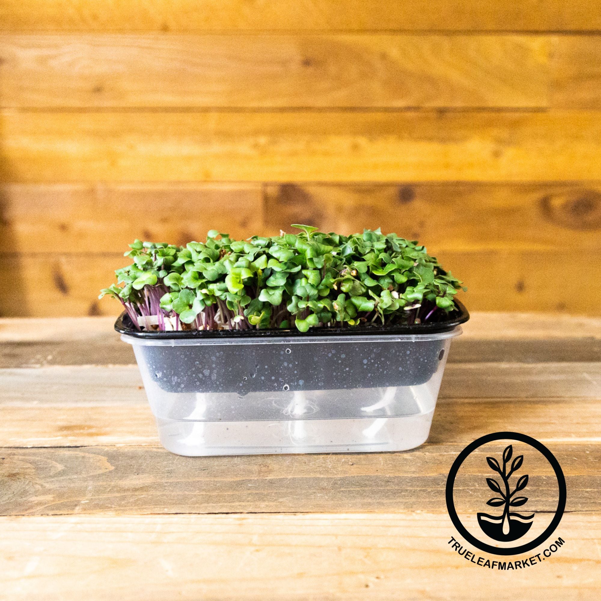 premium self-watering microgreen trays