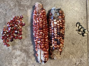 Prescott heirloom red flint indian corn cobs