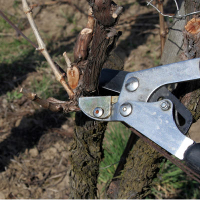 pruning a dead branch with tree loppers