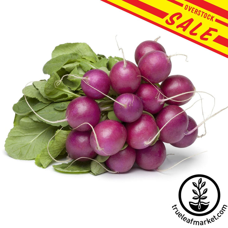 Purple-Plum-Radish-overstock-SALE