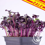 Purple Radish Microgreens Sale