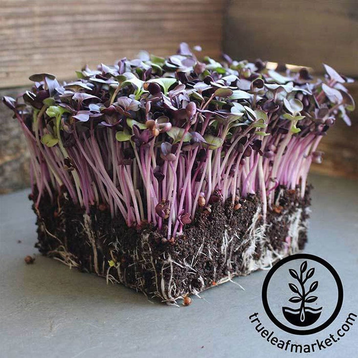 Radish Rambo Conventional Microgreens