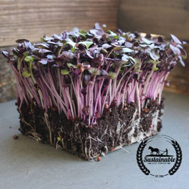 Radish - Rambo (Organic) - Microgreens