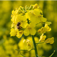 Canola/Rapeseed