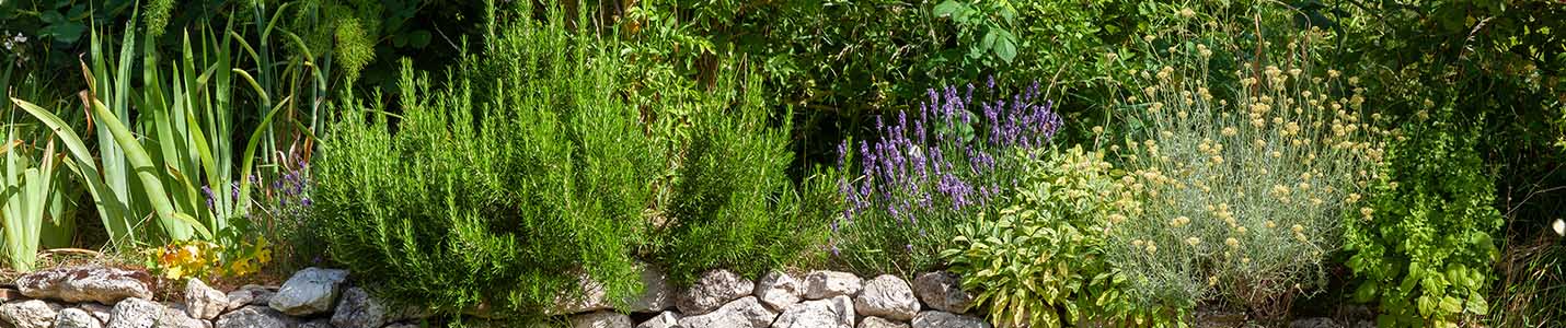 Rosemary Companion Planting