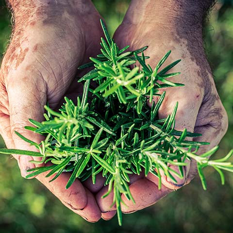 Harvesting Rosemary