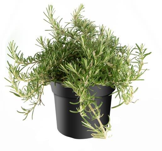 Growing rosemary in pots