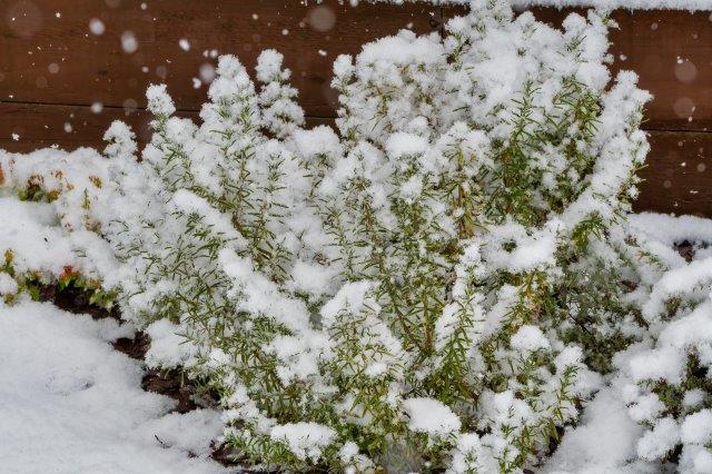 Rosmarinus officinalis in winter