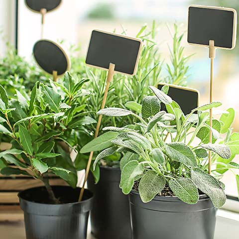 Sage in indoor plastic planter