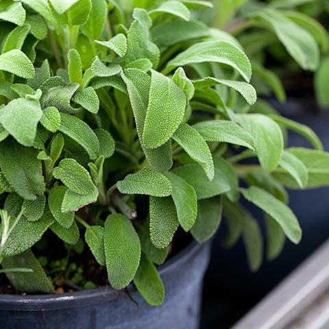 Potted sage thriving in a planter