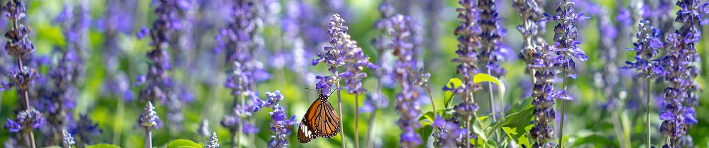 Sage Companion Planting