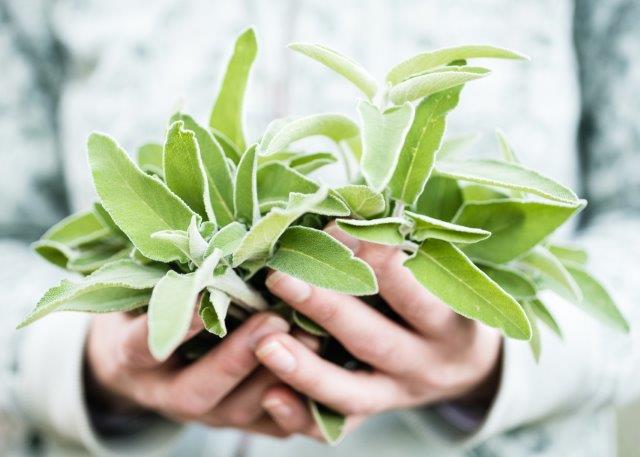 Harvesting sage