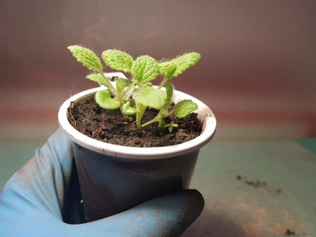 Transplanting sage