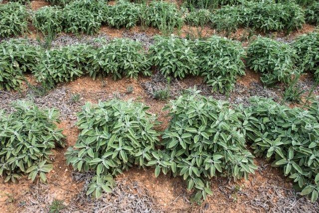 Sage soil