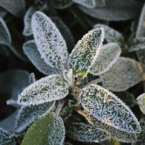 Salvia officinalis in winter