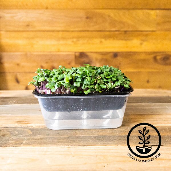 durable self watering microgreen trays