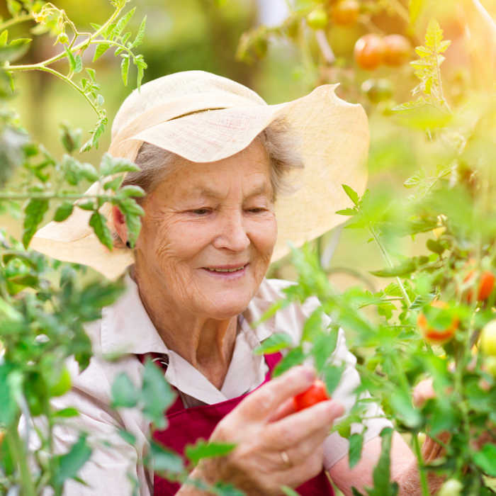 Senior woman picking tomatoes