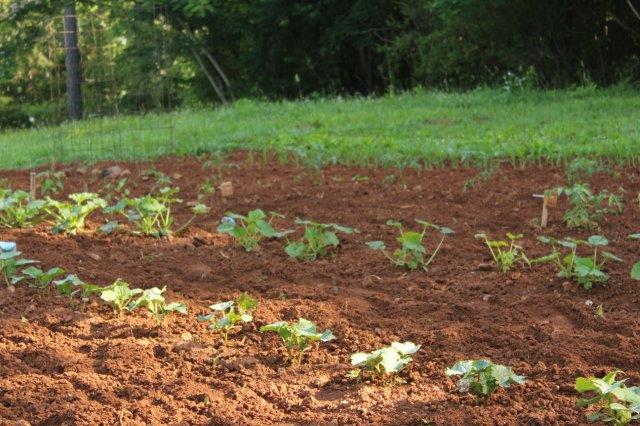 Garden Shade During Early Development