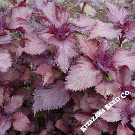 Organic Red Shiso Microgreen