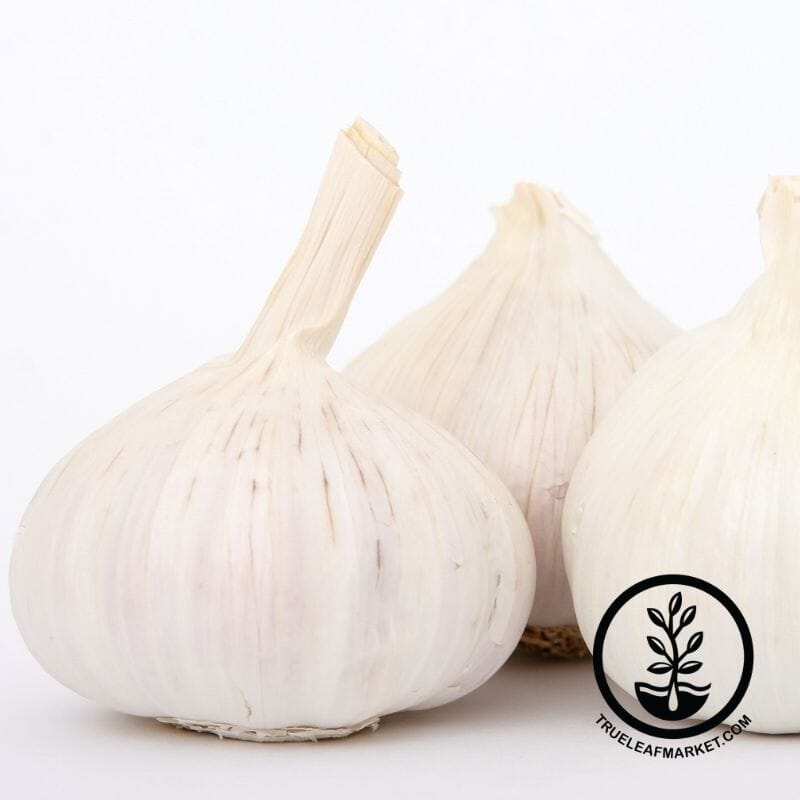 transylvanian garlic