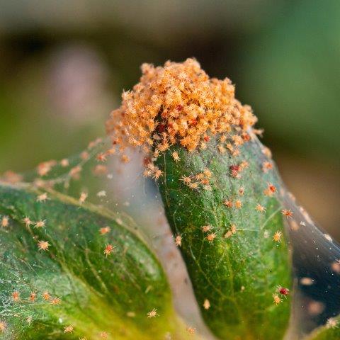 Spider Mites