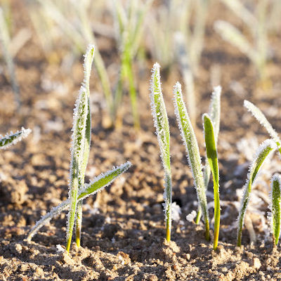 spring frost on young seedlings