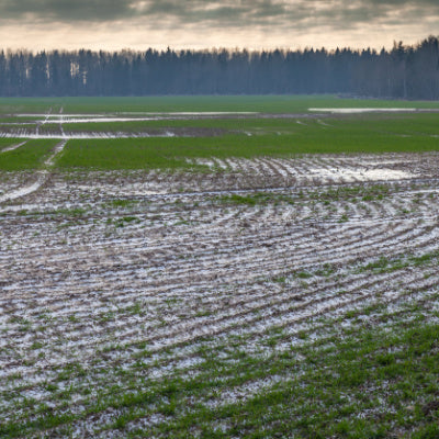 Wheat Sprouting in the Spring