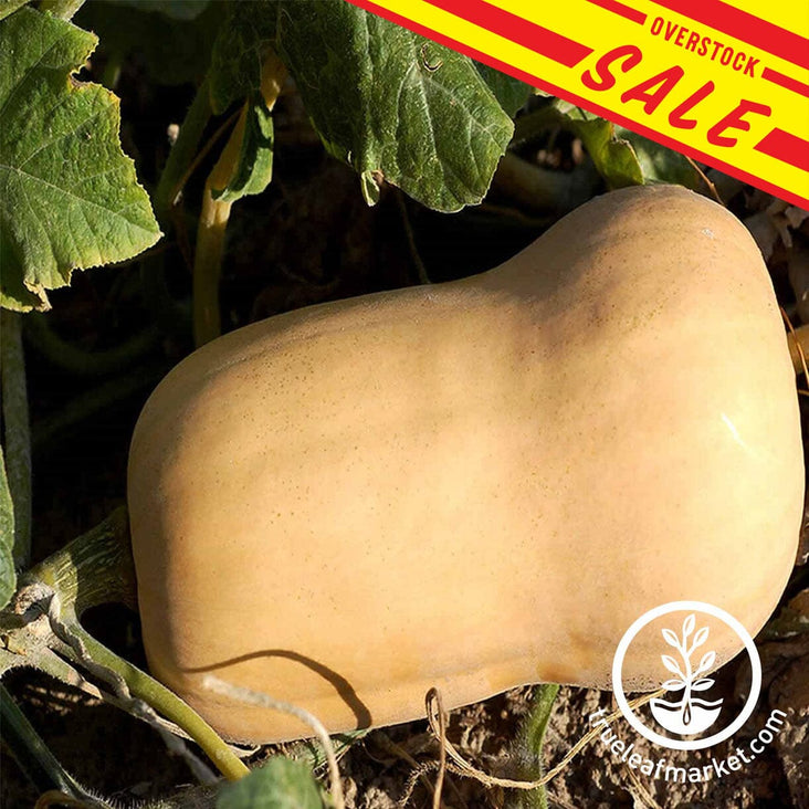 Squash-Winter-Waltham-Butternut-Squash-overstock-sales