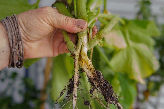 Squash Vine Borer Eggs