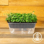 Superfood Mix - Microgreens Seeds Grown Microgreens