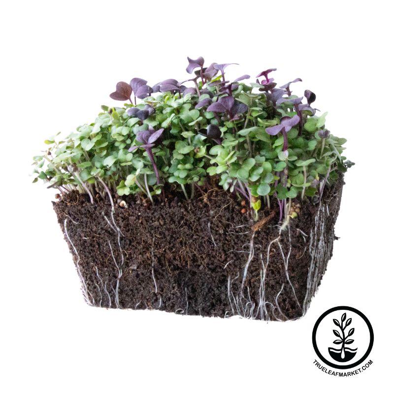 Superfood Microgreens