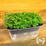 Superfood Mix - Microgreens Seeds (Organic)