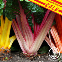 Swiss Chard Bright Lights Sale