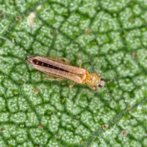 Thrips