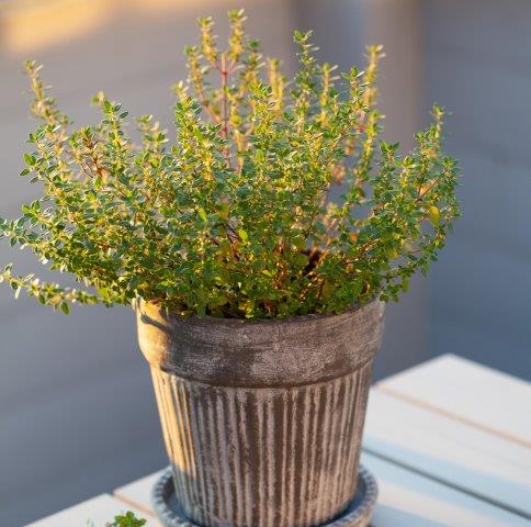 Growing rosemary in pots