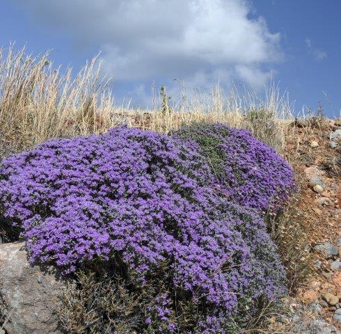 Thyme soil