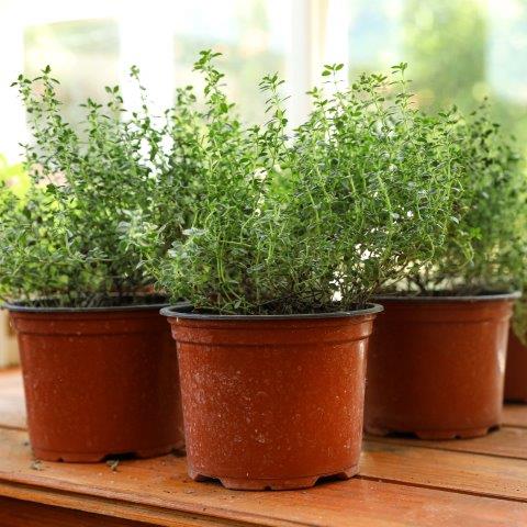 Indoor thyme starts ready for transplanting