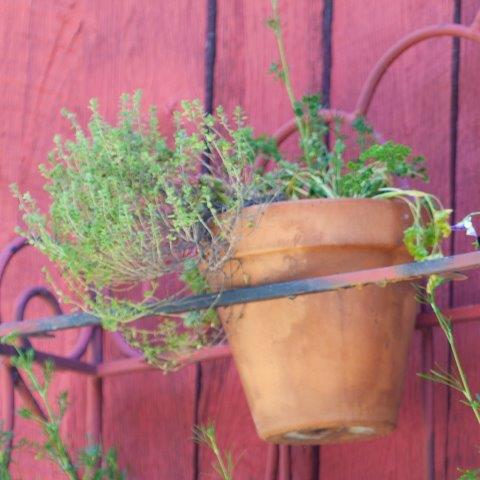 Potted thyme thriving in outdoor planter