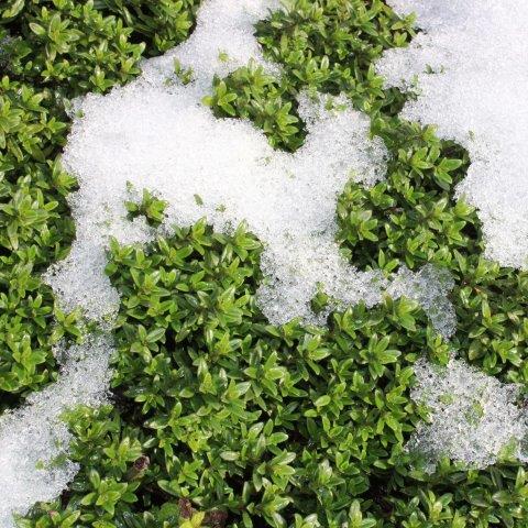 Thyme in winter