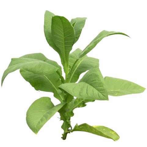 Matured Tobacco Plant