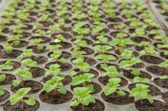 Germinating Tobacco Seeds in 72-Plug Tray