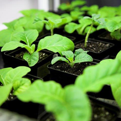 Tobacco Starts Ready for Transplanting