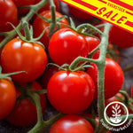 Tomato-Large-Red-Cherry-overstock-sale