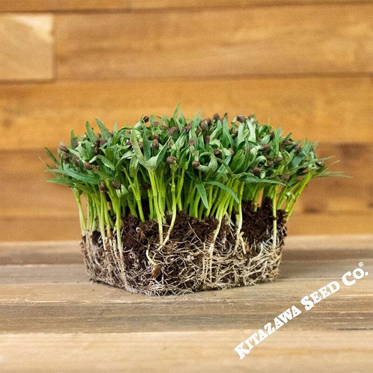 Water Spinach Seeds - Kangkong - Microgreens Seeds