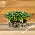 Water Spinach Seeds - Kangkong - Microgreens Seeds